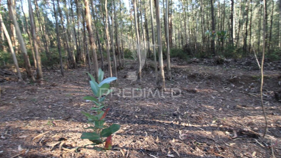 Terreno para Venda em Luzim e Vila Cova