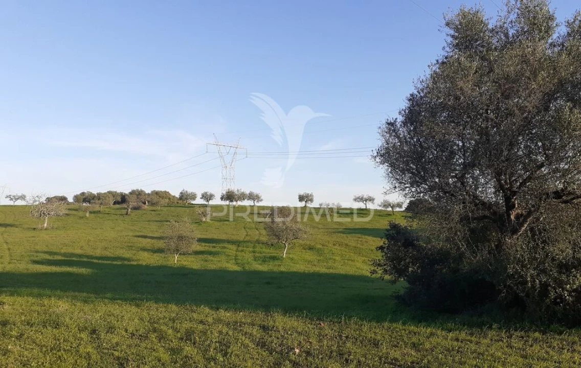 Terreno para Venda em Achete, Azoia de Baixo e Póvoa de Santarém Foto 3
