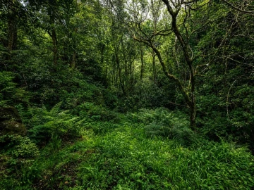 Terreno para Venda em Ponta Delgada