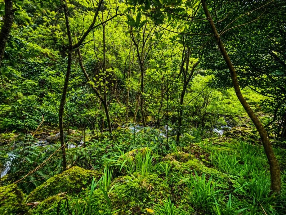 Terreno para Venda em Ponta Delgada Foto 2