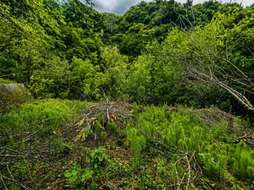 Terreno para Venda em Ponta Delgada
