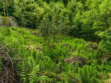 Terreno para Venda em Ponta Delgada