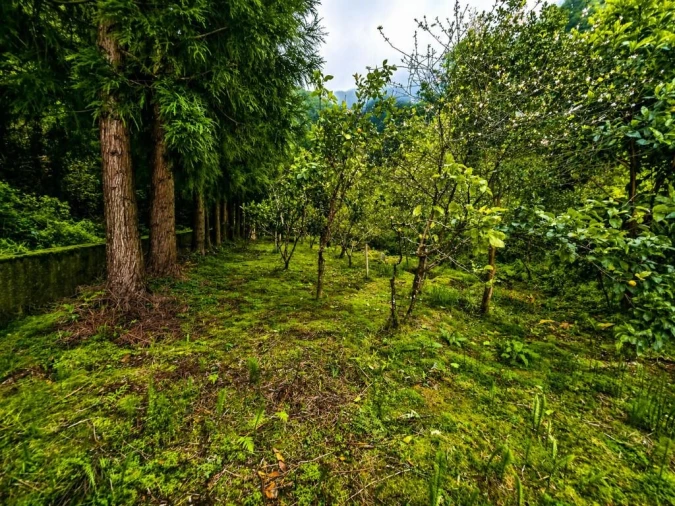 Terreno para Venda em Ponta Delgada Foto 12