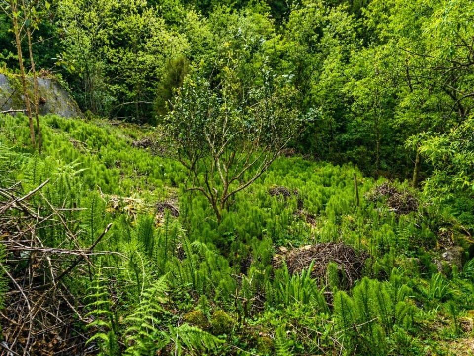 Terreno para Venda em Ponta Delgada Foto 10