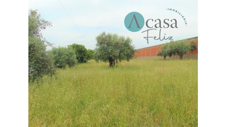 Terreno para Venda em Serra e Junceira Foto 6