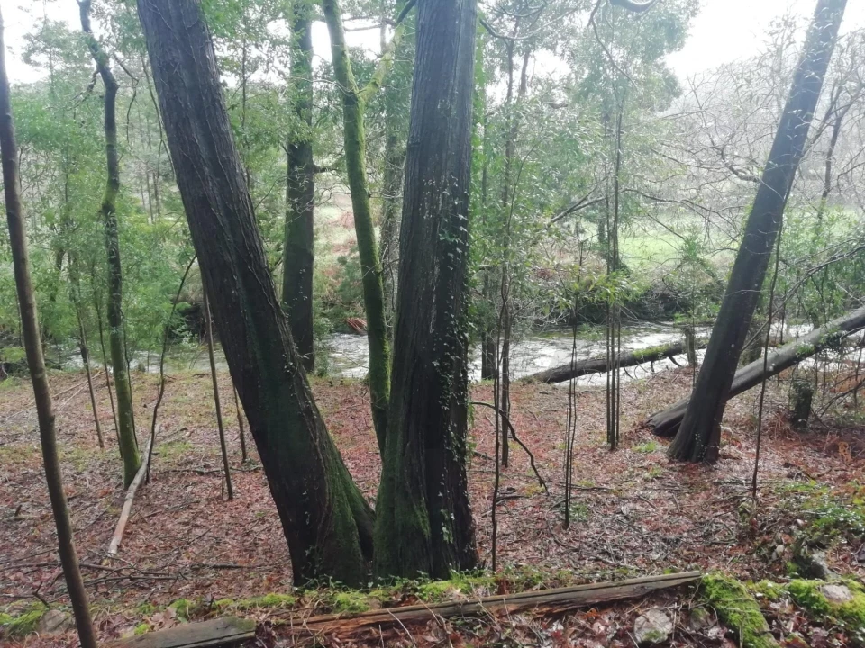 Terreno para Venda em Gondar e Orbacém Foto 13