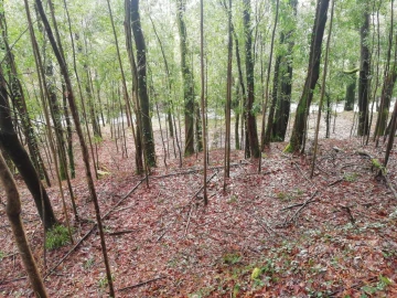 Terreno para Venda em Gondar e Orbacém