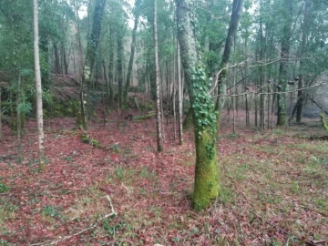 Terreno para Venda em Gondar e Orbacém