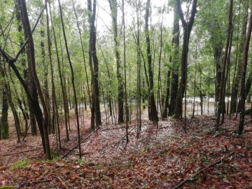 Terreno para Venda em Gondar e Orbacém