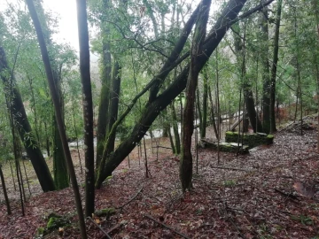 Terreno para Venda em Gondar e Orbacém