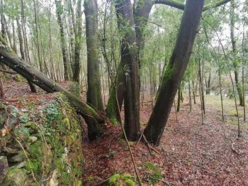 Terreno para Venda em Gondar e Orbacém
