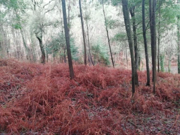Terreno para Venda em Gondar e Orbacém