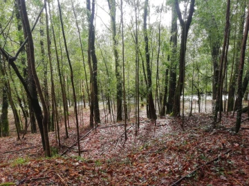 Terreno para Venda em Gondar e Orbacém