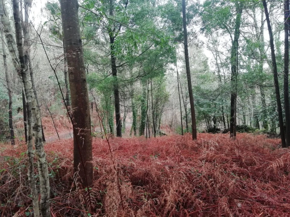 Terreno para Venda em Gondar e Orbacém Foto 24