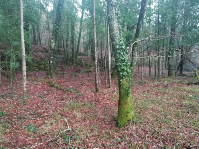 Terreno para Venda em Gondar e Orbacém Foto 7