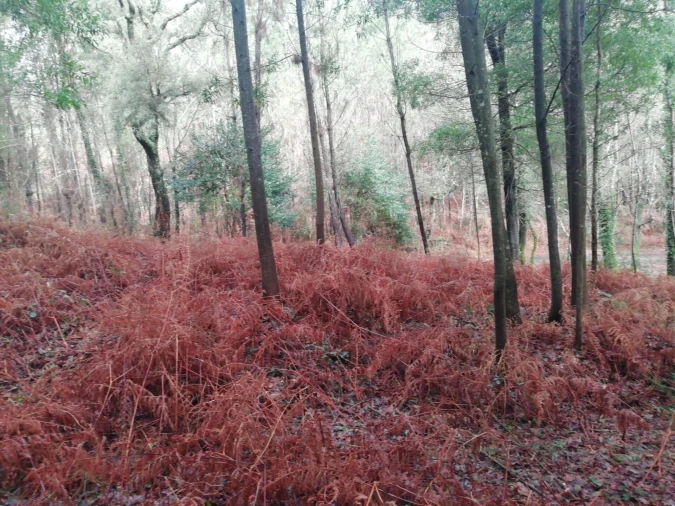 Terreno para Venda em Gondar e Orbacém Foto 23