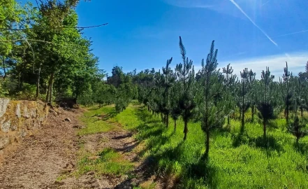 Terreno para Venda em Oliveira do Conde