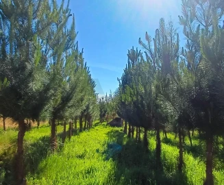 Terreno para Venda em Oliveira do Conde