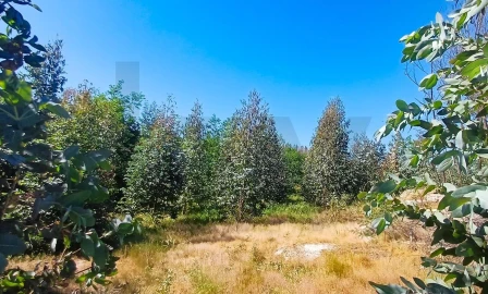 Terreno para Venda em Oliveira do Conde