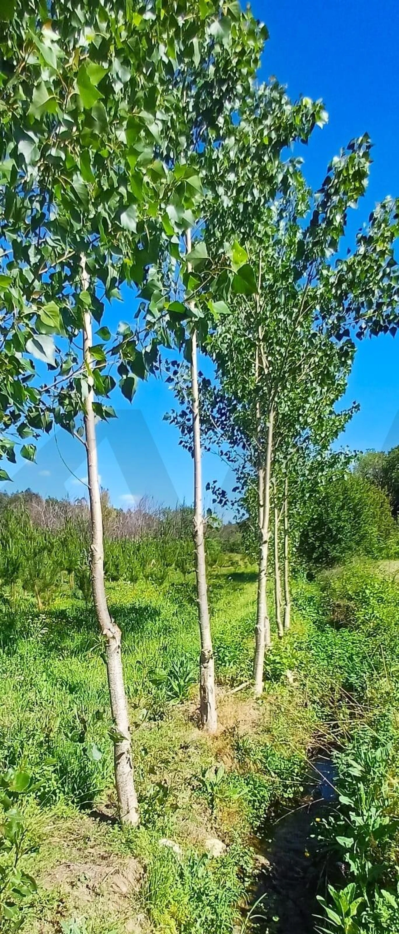 Terreno para Venda em Oliveira do Conde Foto 6