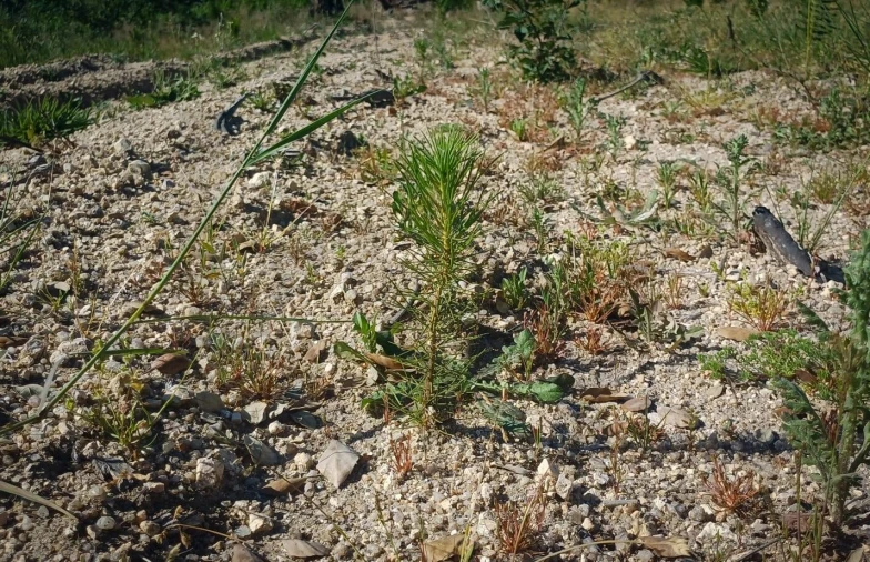 Terreno para Venda em Oliveira do Conde Foto 12