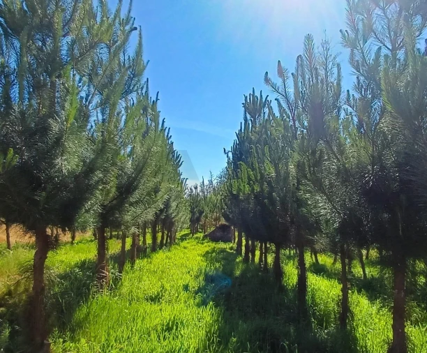 Terreno para Venda em Oliveira do Conde Foto 2