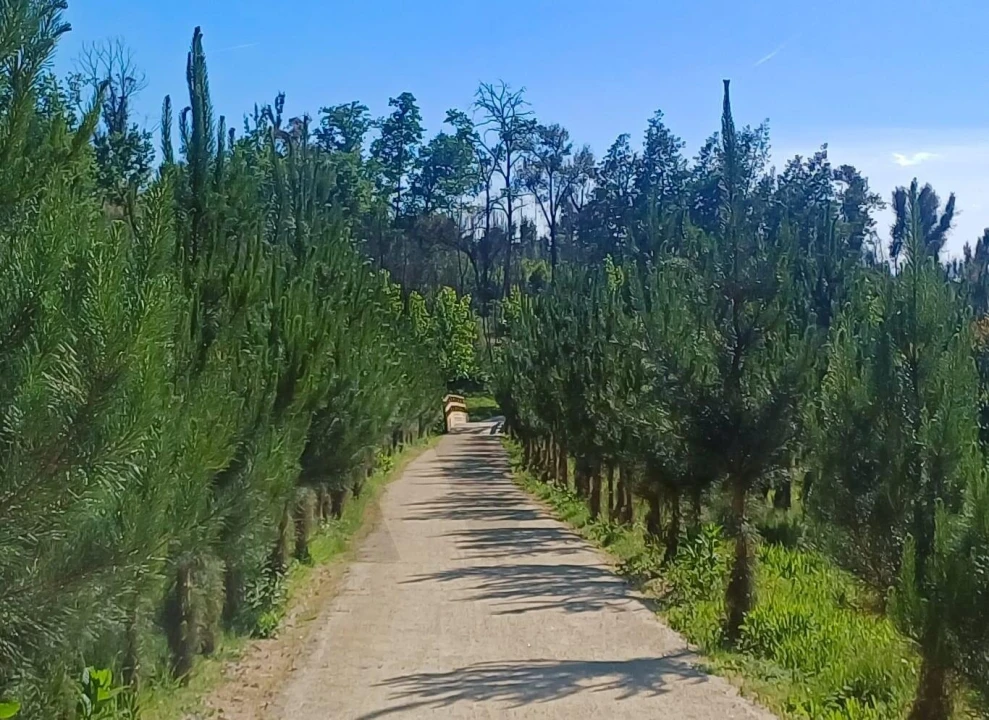 Terreno para Venda em Oliveira do Conde Foto 5