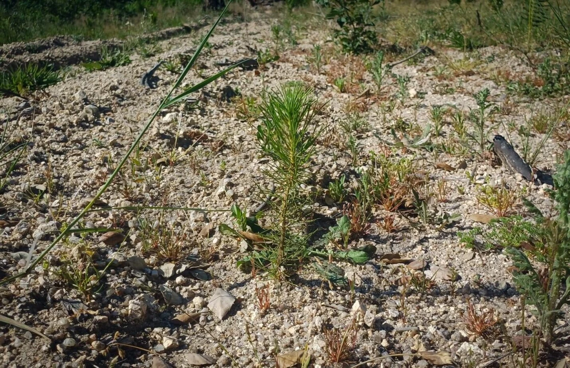 Terreno para Venda em Oliveira do Conde Foto 12