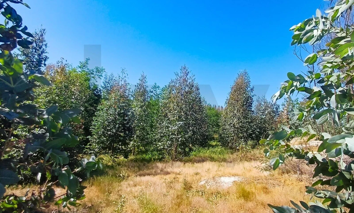 Terreno para Venda em Oliveira do Conde Foto 10