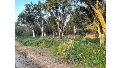 Terreno para Venda em Sé Nova, Santa Cruz, Almedina e São Bartolomeu