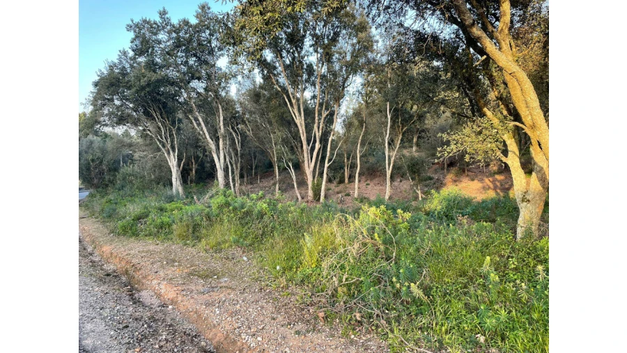 Terreno para Venda em Sé Nova, Santa Cruz, Almedina e São Bartolomeu