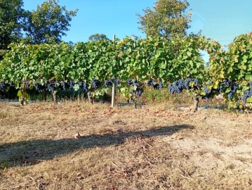 Terreno para Venda em Mangualde, Mesquitela e Cunha Alta