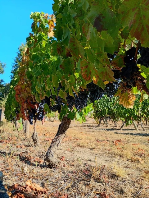 Terreno para Venda em Mangualde, Mesquitela e Cunha Alta