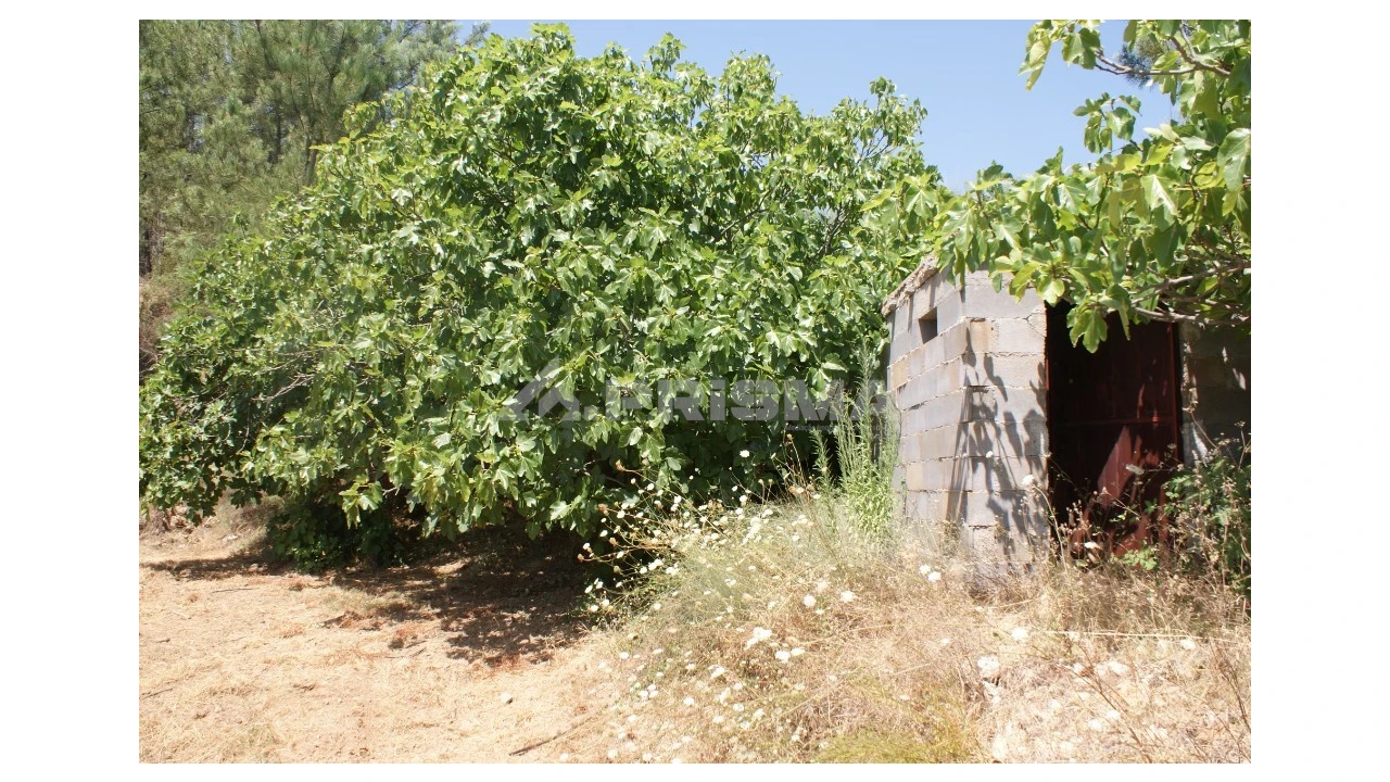 Terreno para Venda em Sarzedas Foto 18