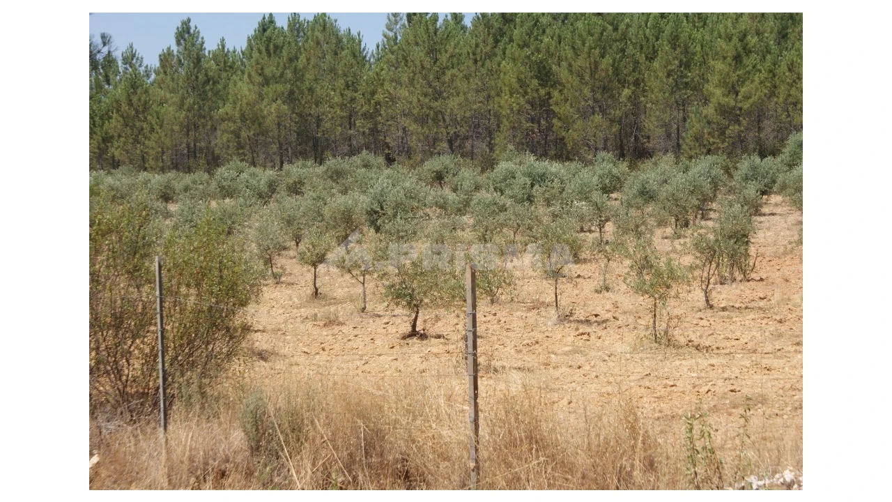 Terreno para Venda em Sarzedas Foto 5