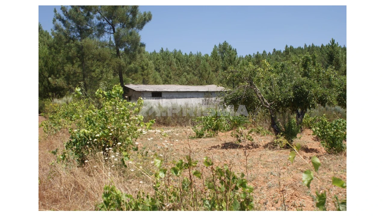 Terreno para Venda em Sarzedas Foto 9