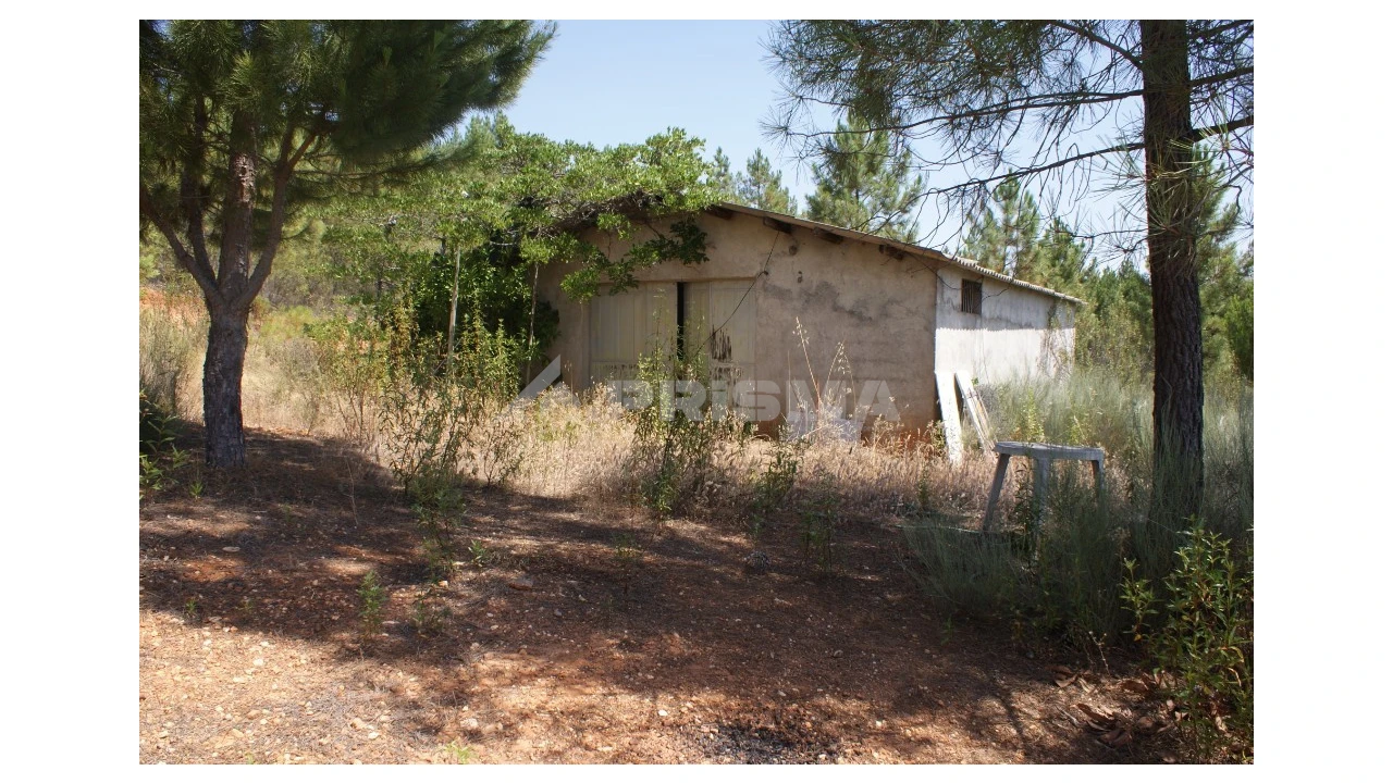 Terreno para Venda em Sarzedas Foto 13