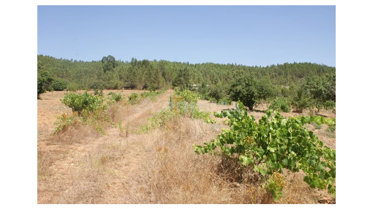 Terreno para Venda em Sarzedas Foto 6