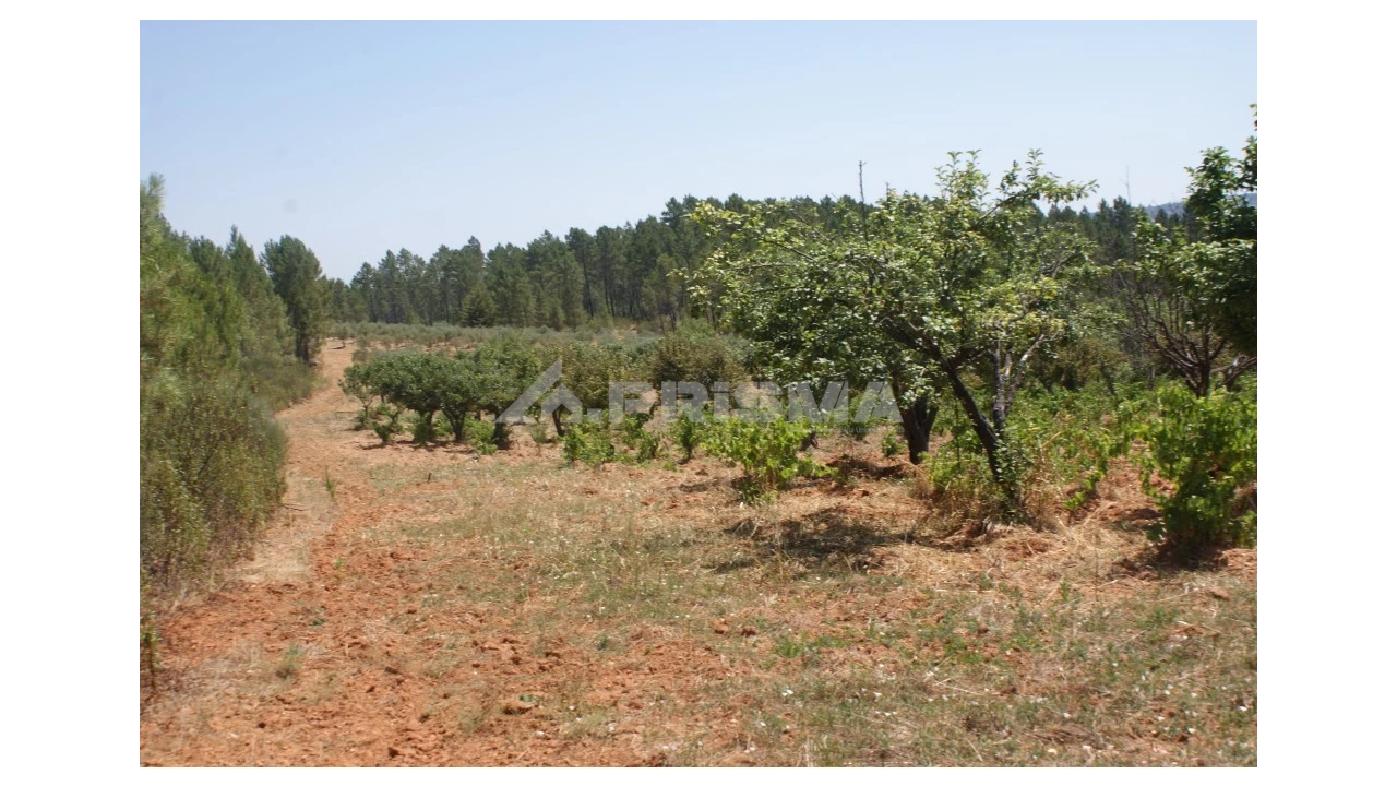 Terreno para Venda em Sarzedas Foto 11