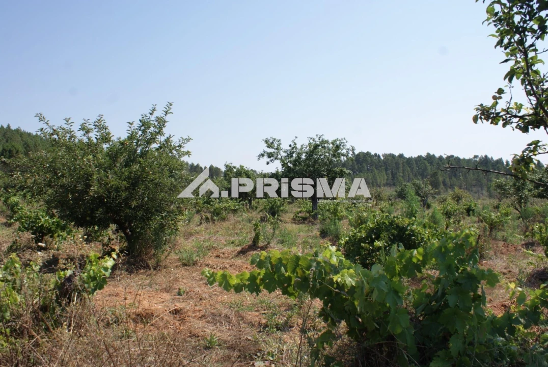 Terreno para Venda em Sarzedas Foto 32
