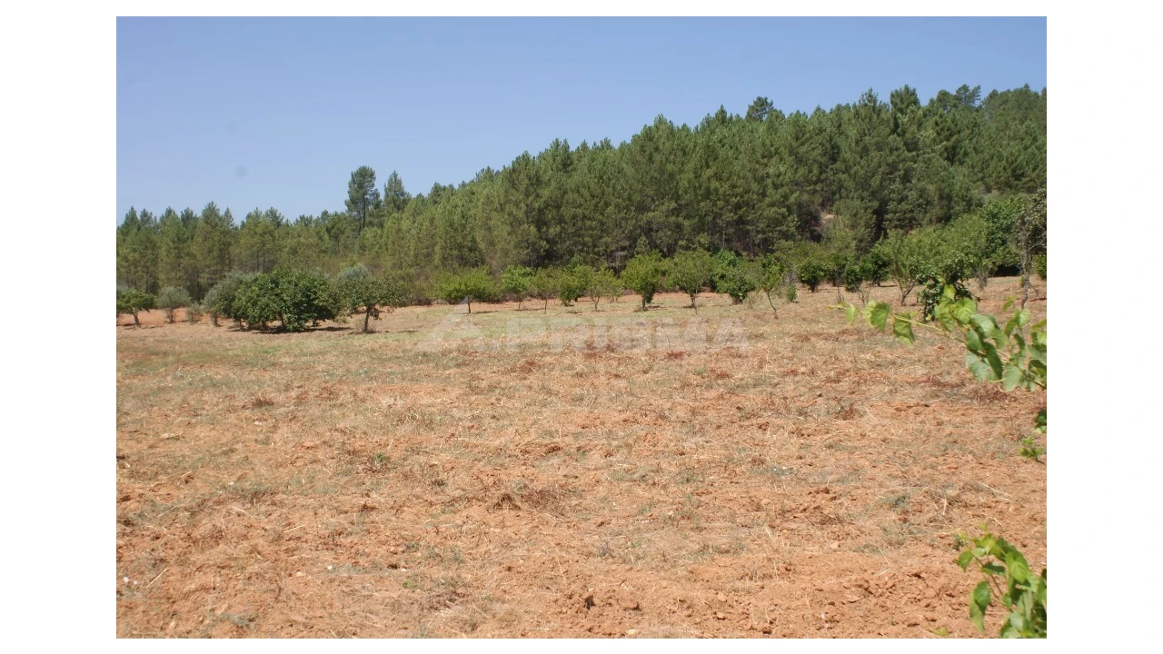 Terreno para Venda em Sarzedas Foto 10