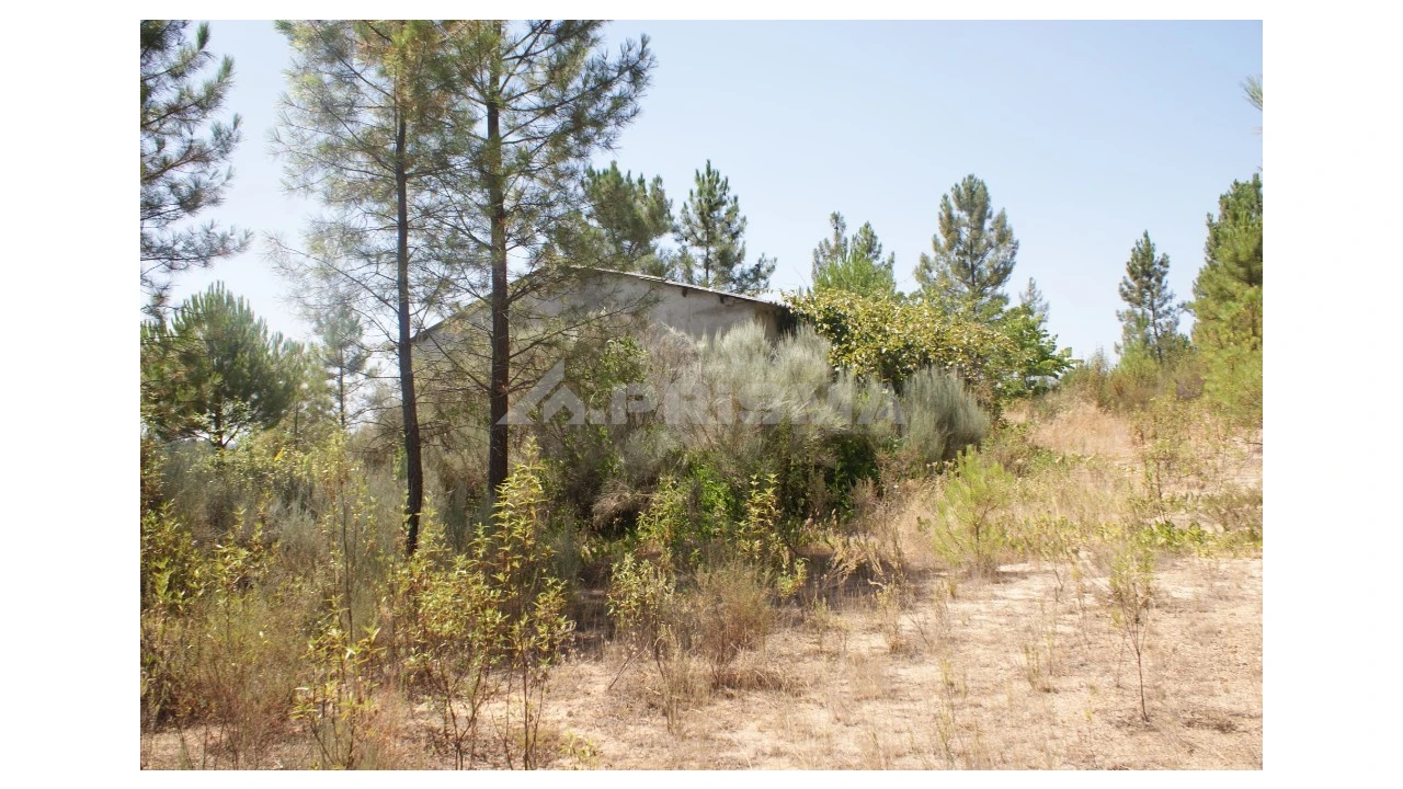 Terreno para Venda em Sarzedas Foto 17