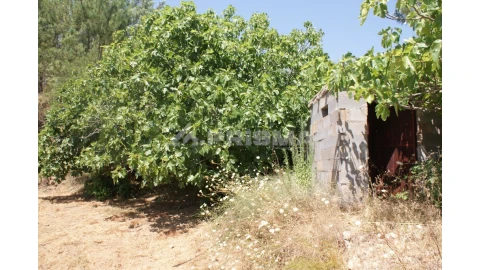 Terreno para Venda em Sarzedas