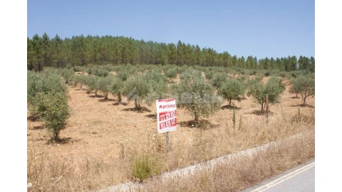 Terreno para Venda em Sarzedas