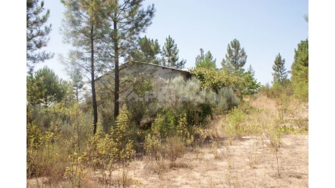 Terreno para Venda em Sarzedas