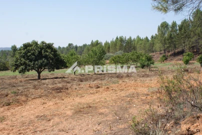 Terreno para Venda em Sarzedas