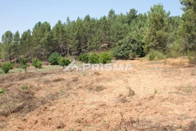 Terreno para Venda em Sarzedas