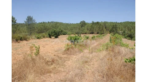 Terreno para Venda em Sarzedas