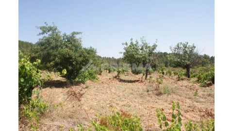 Terreno para Venda em Sarzedas