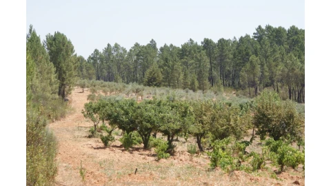 Terreno para Venda em Sarzedas